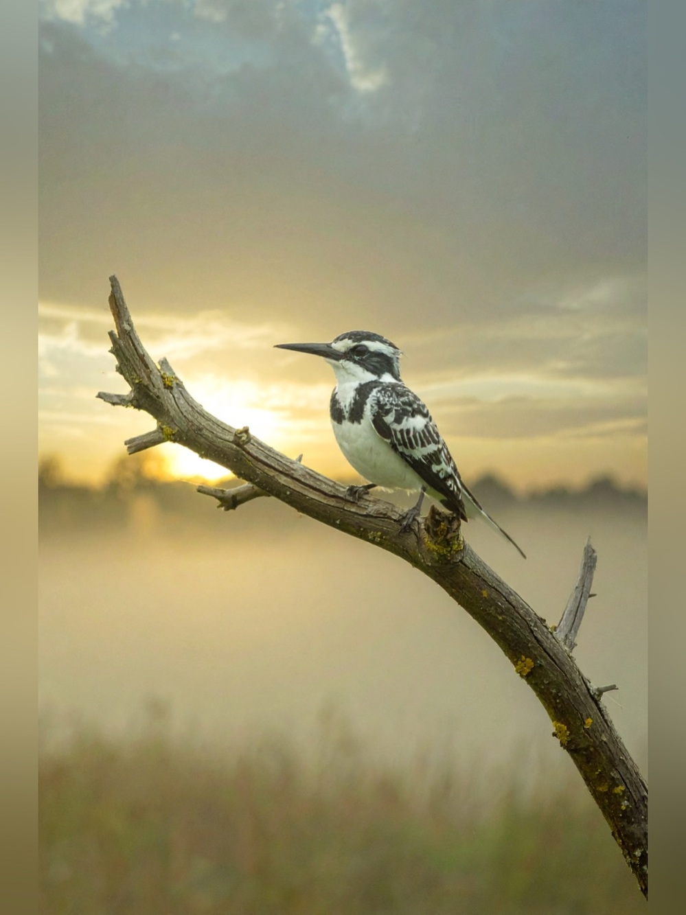 Black and White Kingfisher Photography Wall Art